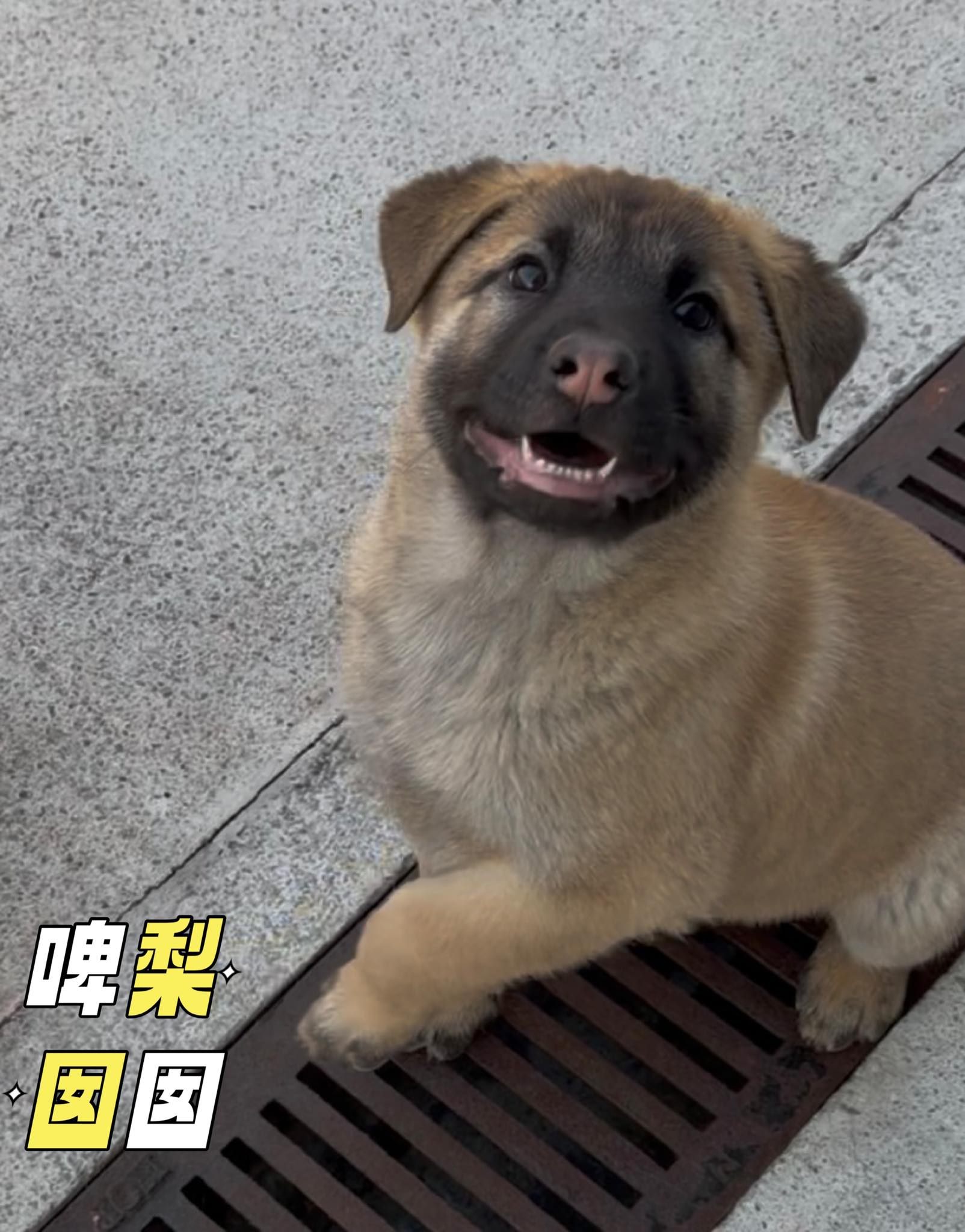 啤梨